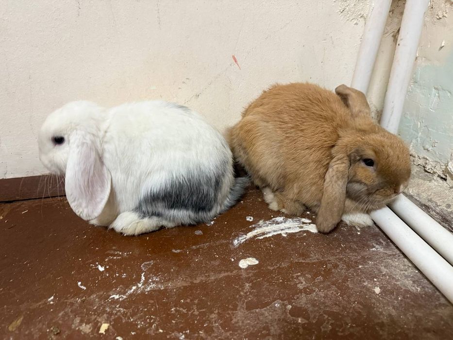 Quyonlar oq rangi Angliya jigarrangi Shvetsiya zottor quyonlar 100 $