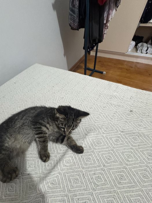 Очаровательный котёнок мальчик в добрые руки
