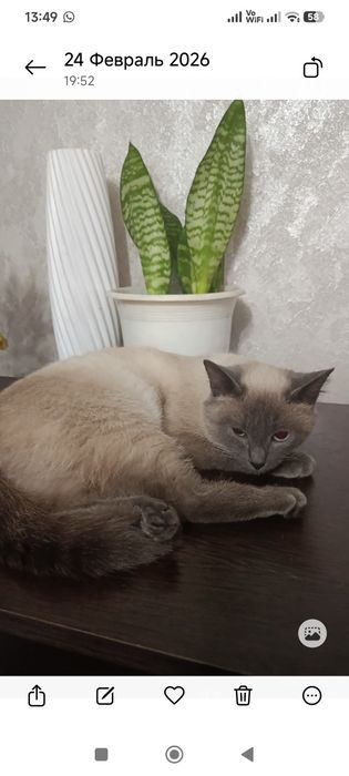 Срочно. Стерилизованные кошечки