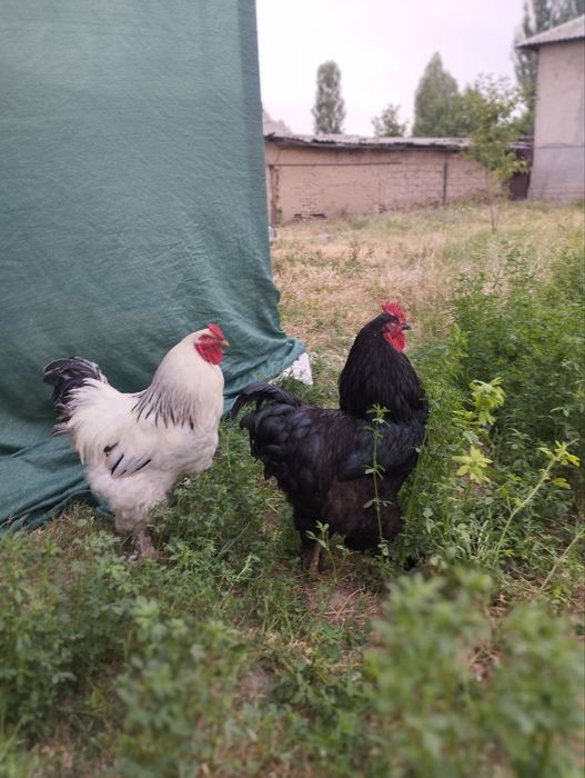 Черный принц- Kora shokhzoda