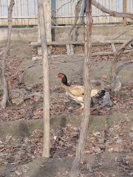 Dakang tovuq, sog'lom.