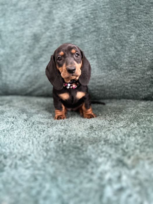 Femela teckel cu Pedigree FCI