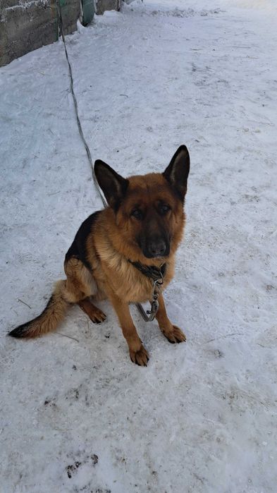 Бронь щенков немецкой овчарки