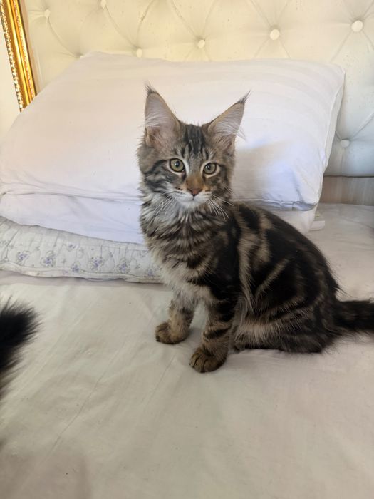 Мейн кун полидакты