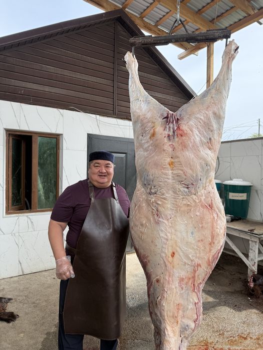 Сиыр еті говядина