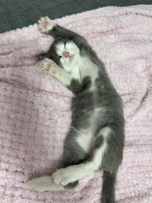 Отдам котенка бесплатно (девочка)