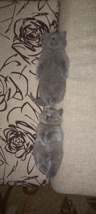 Продам Британские Котята