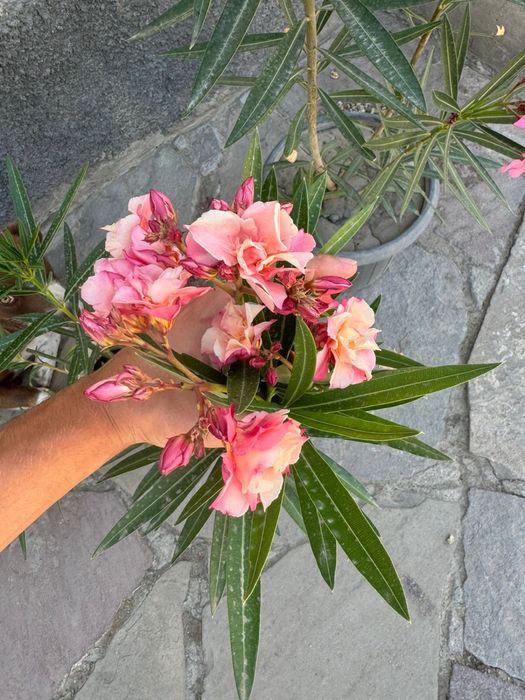 Олеандр «Априкот»