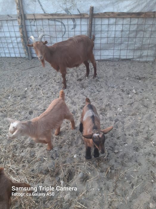 Vand capra cu 2 iezi si oaie carabas de Teleorman