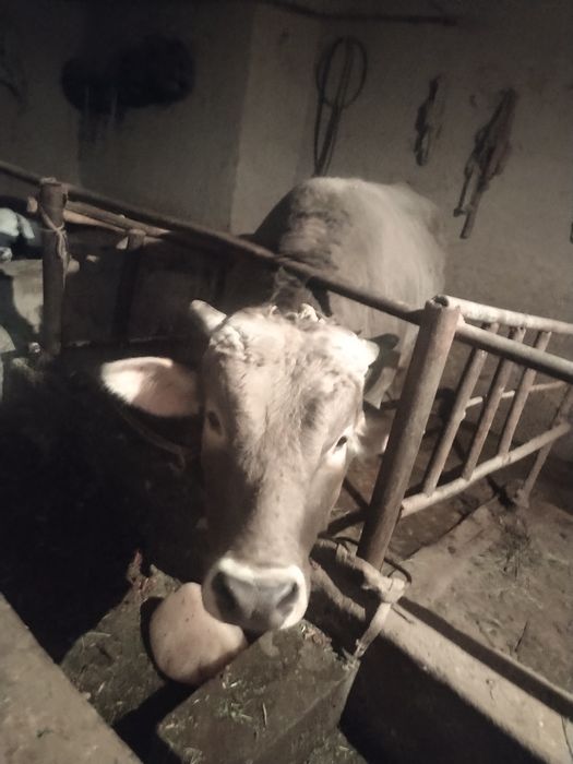 Qashqadadaryo shaxrisabz