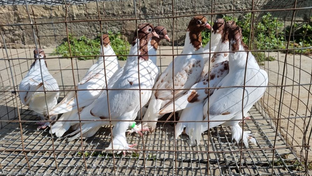 Продам голубей ирански
