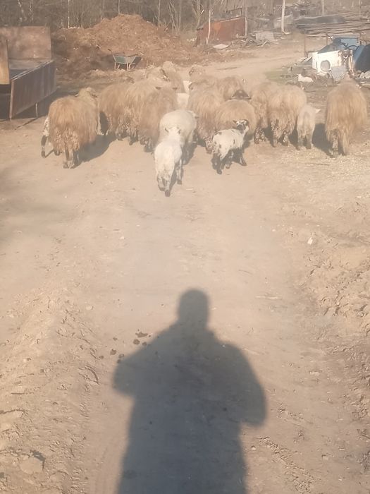 Vând oi cu miei după iele
