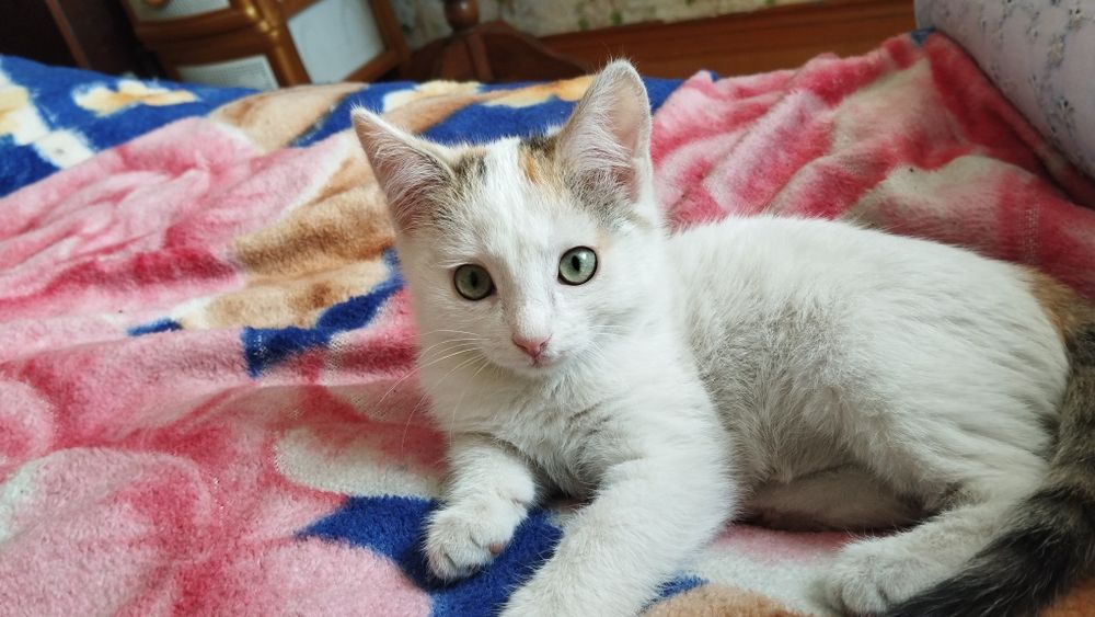 Отдам котенка в добрые руки