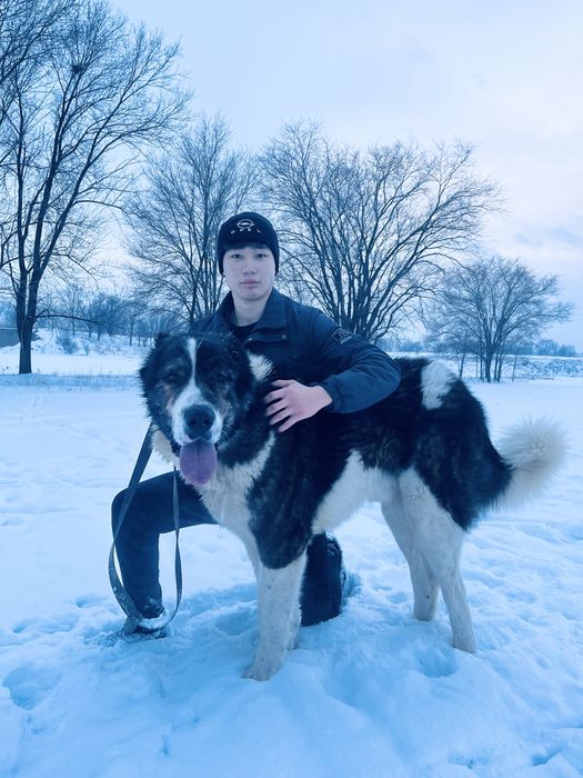 бойцовска собака