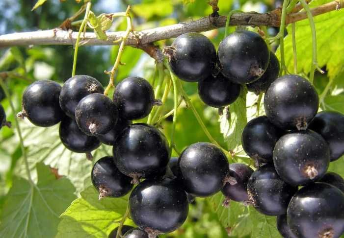Продам черную смородину