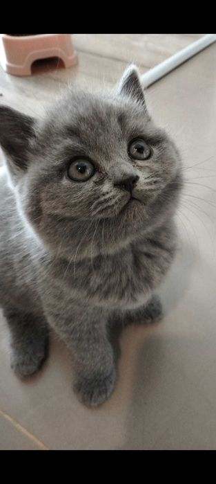 Pisicuțe de rasă 2 luni