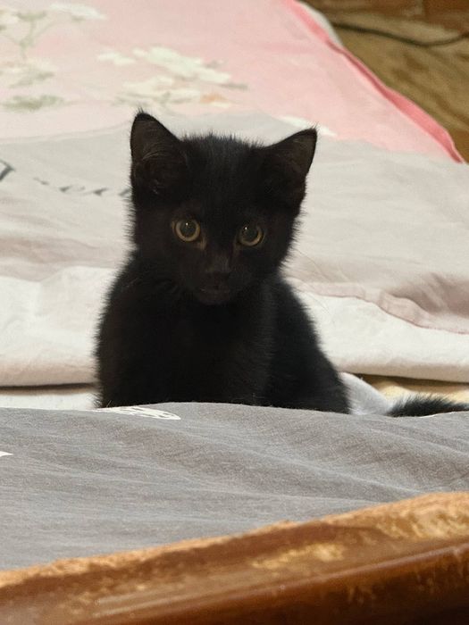 Котята в добрые руки. Ташкент