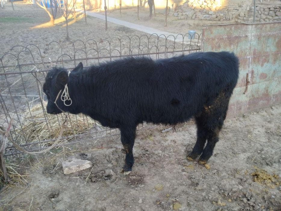 Ona bola sigir sotiladi