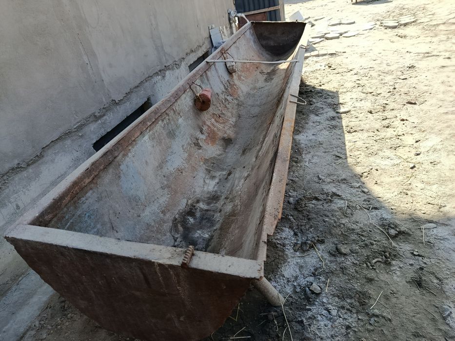 Кора моллар учун охур сотилади