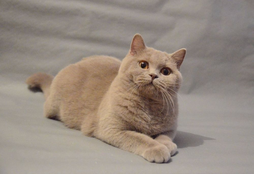 Продаётся британочка в ответственные руки.