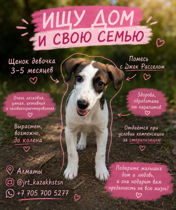 Щенок-девочка в добрые руки