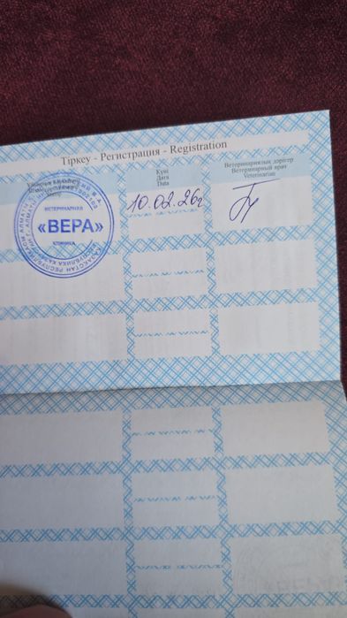 Бенгальская кошка