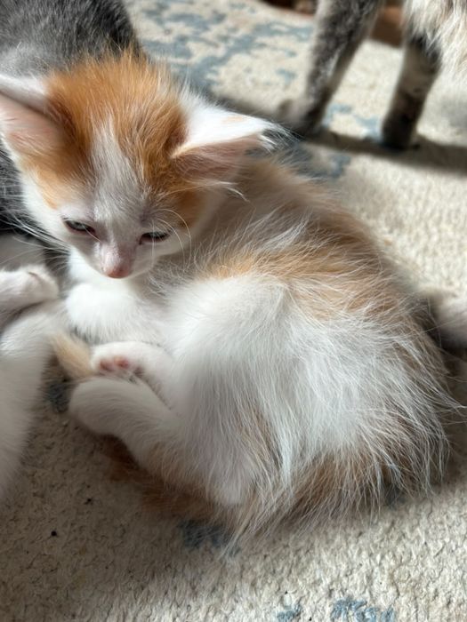 Отдам даром котят