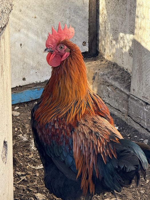 Петух маран черно медный