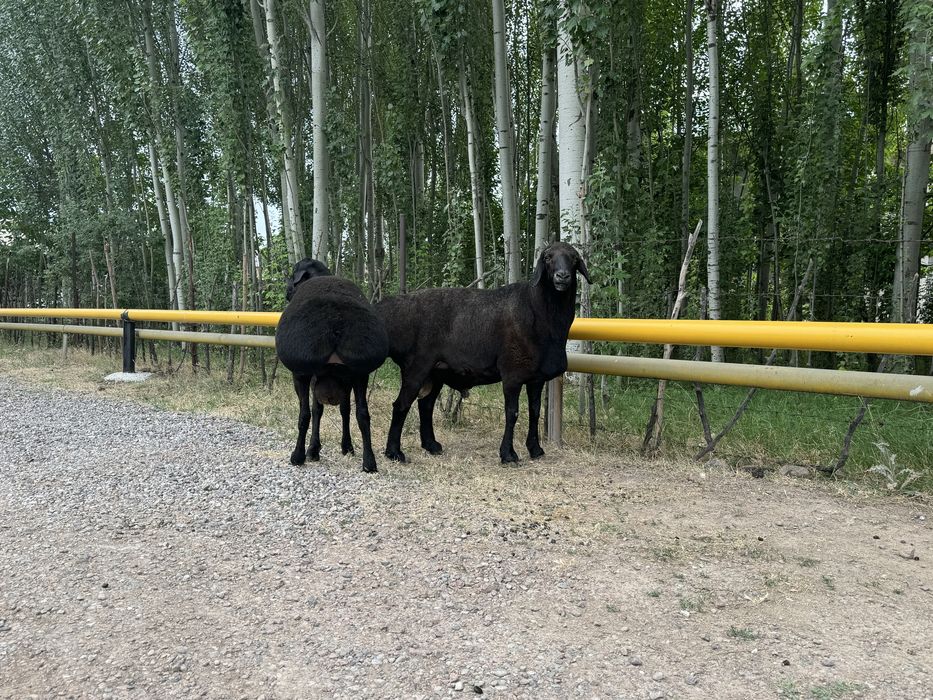 Кочкорла сотилади