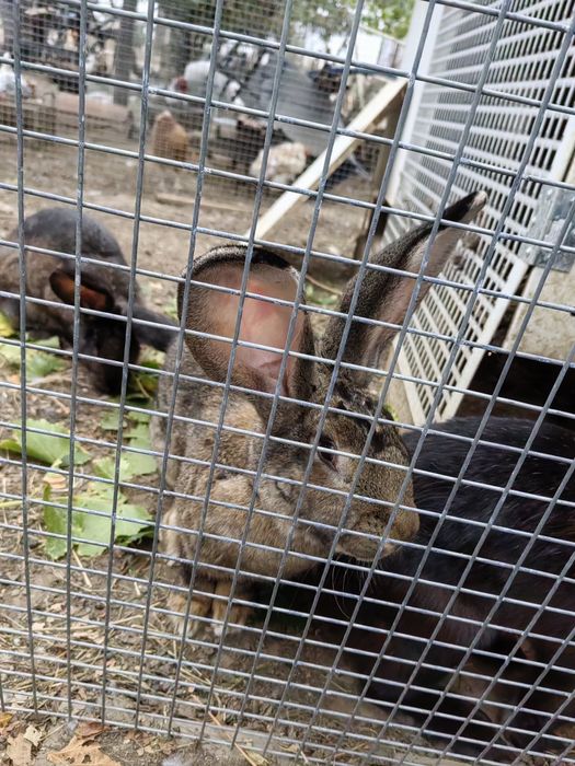 Iepuri uriaș german