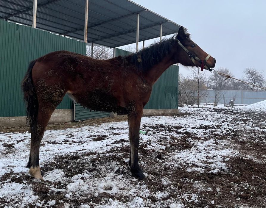 Жабағы жеребенок