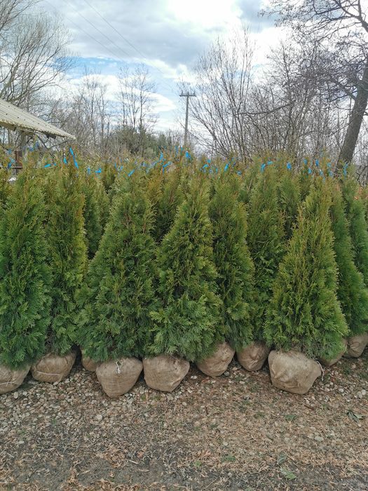 Tuia thuja