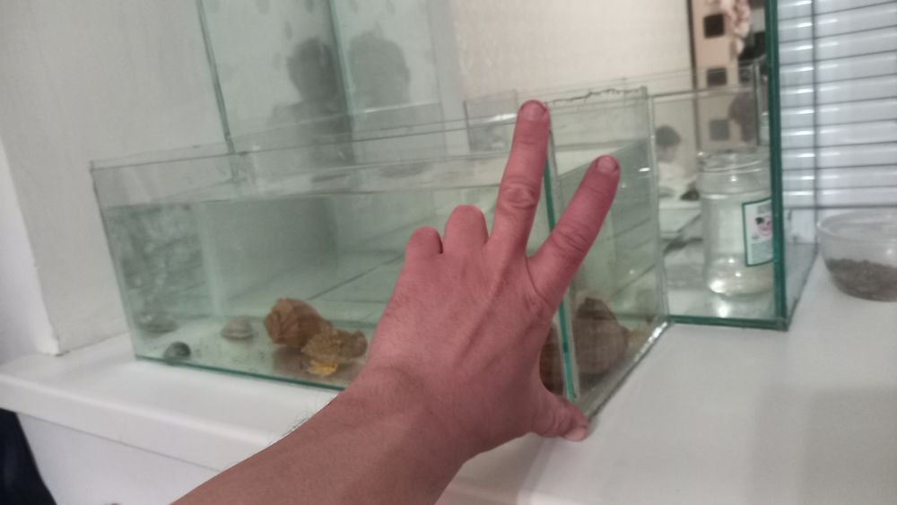 Аквариум аквариум