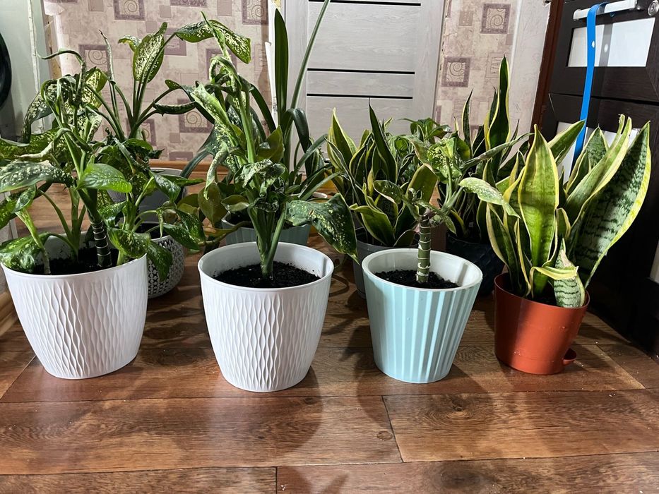 Цветы комнатные 3000тг. - 5000 тг