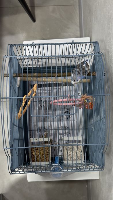 Попугай с клеткой