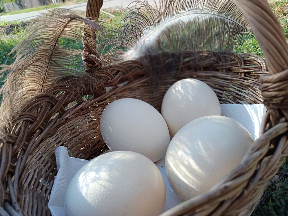 Ouă de struț proaspete din gospodăria proprie, Bărboi, Dolj