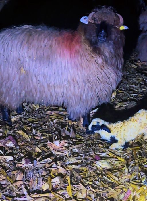 Disponibili miei de 2