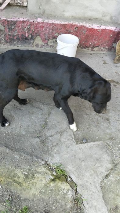 Щенята лабрадора