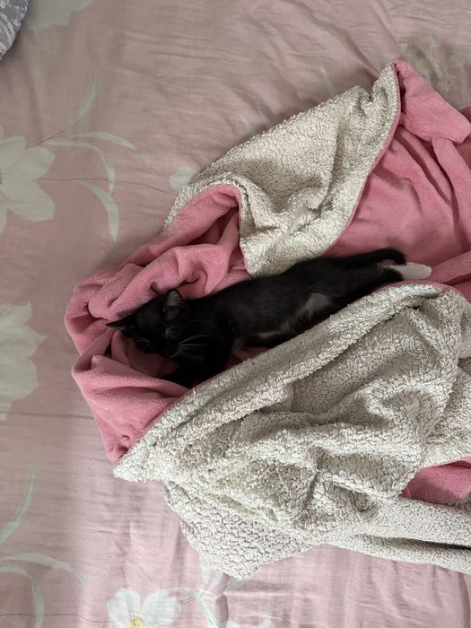 Котёнок девочка отдам