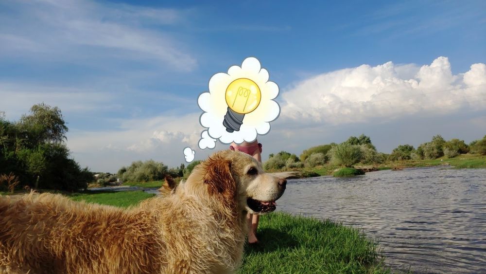 Вязка. Голден ретривер. Мальчик.