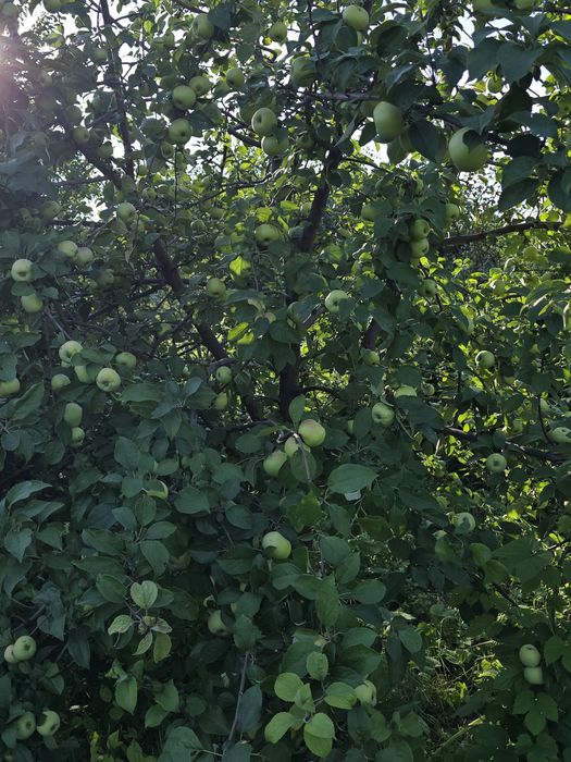 Продается Дача Геолог