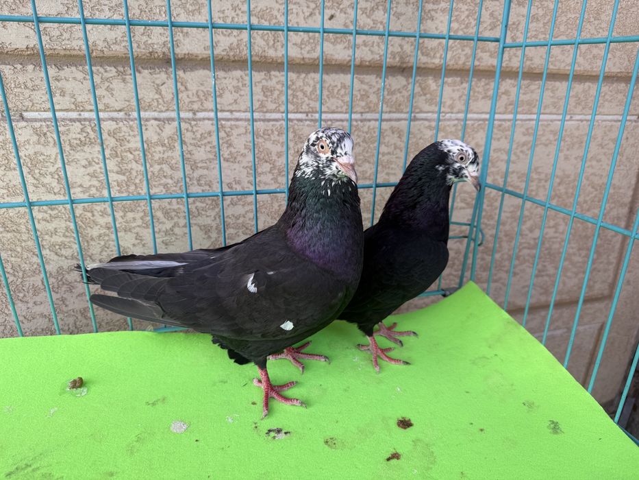 Бакинцы гульсар пара