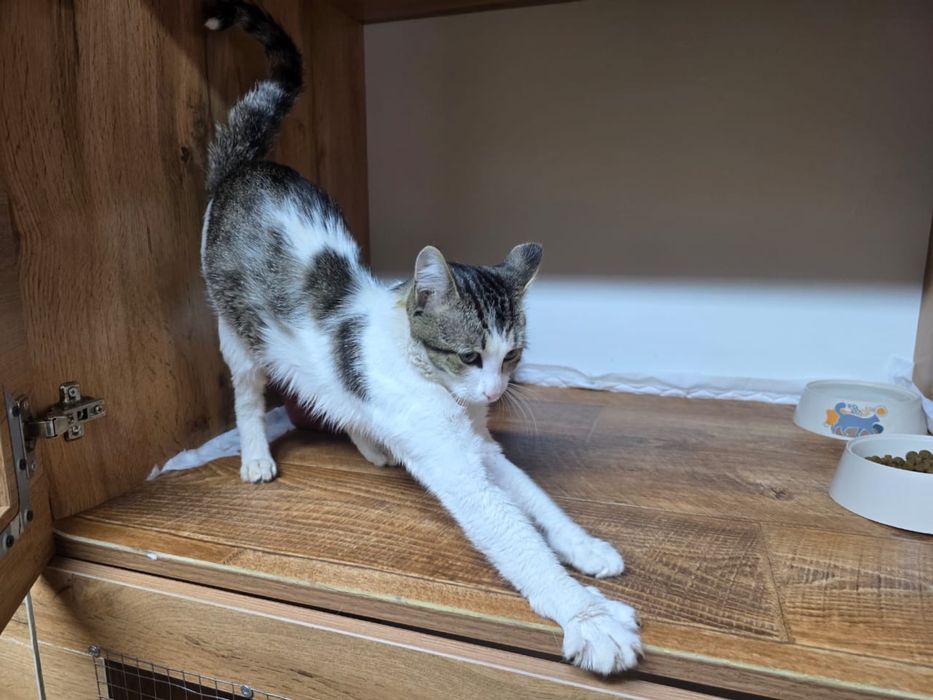 Котик в добрые руки