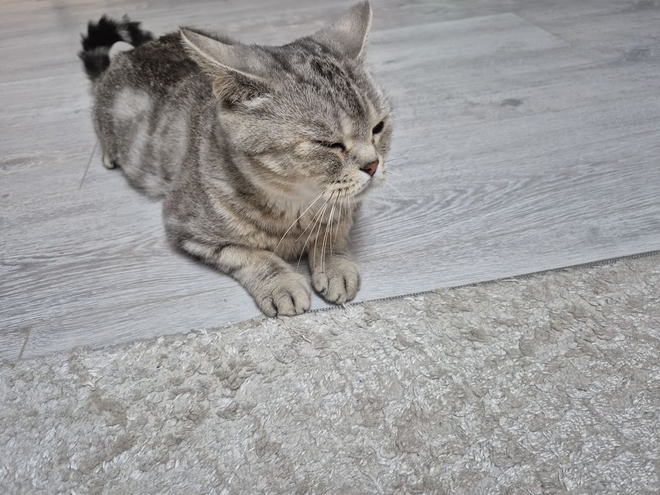 Отдаю кошку в добрые руки