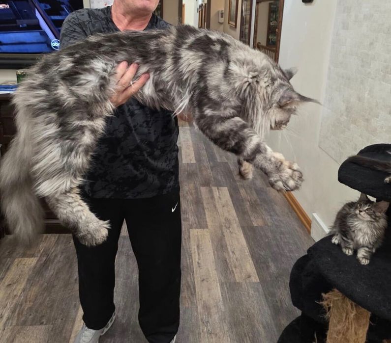 Котенца Мейн Кун с родословие