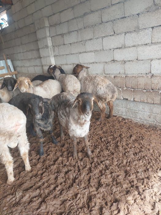 Семіз бордақы қошқарлар сатылады