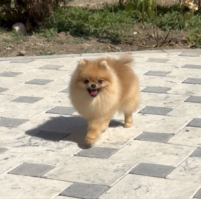 Померанский шпиц