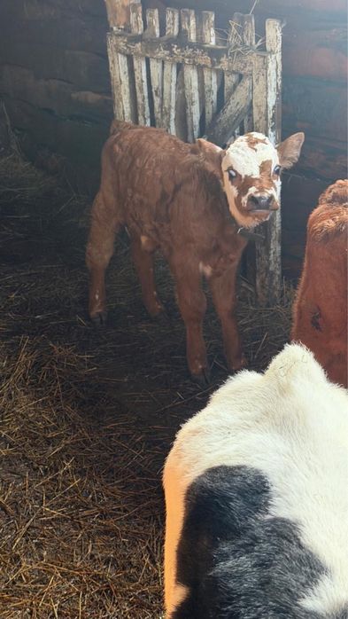 Продам телят ,бычки