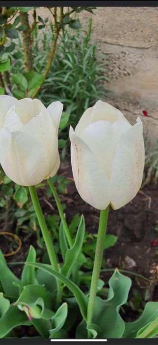 Bulbi de lalele 100 buc 60 lei