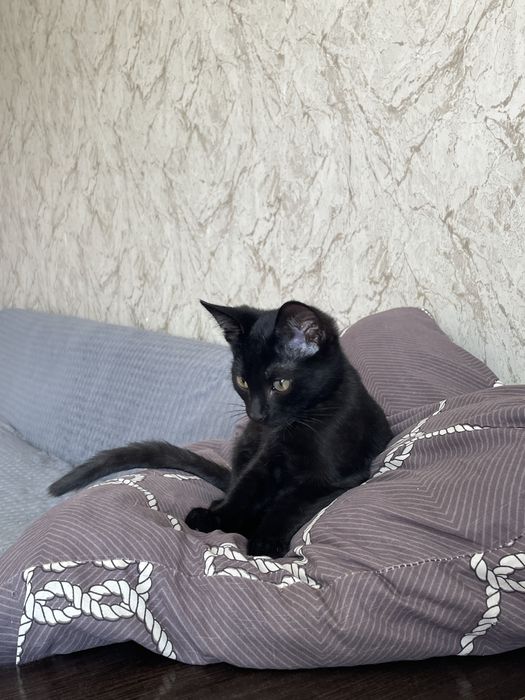 Котенок ищет дом и любящих хозяев